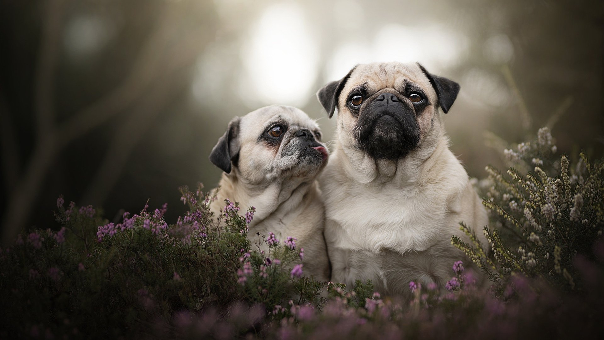 绝望边缘的王者风暴,法国队惊天逆转德国队,奥恰洛夫独木难支