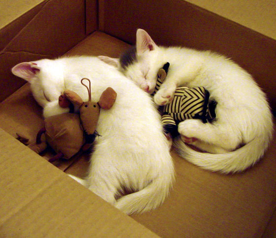 勇士浓眉杀出！威金斯擎天柱表现力克公牛