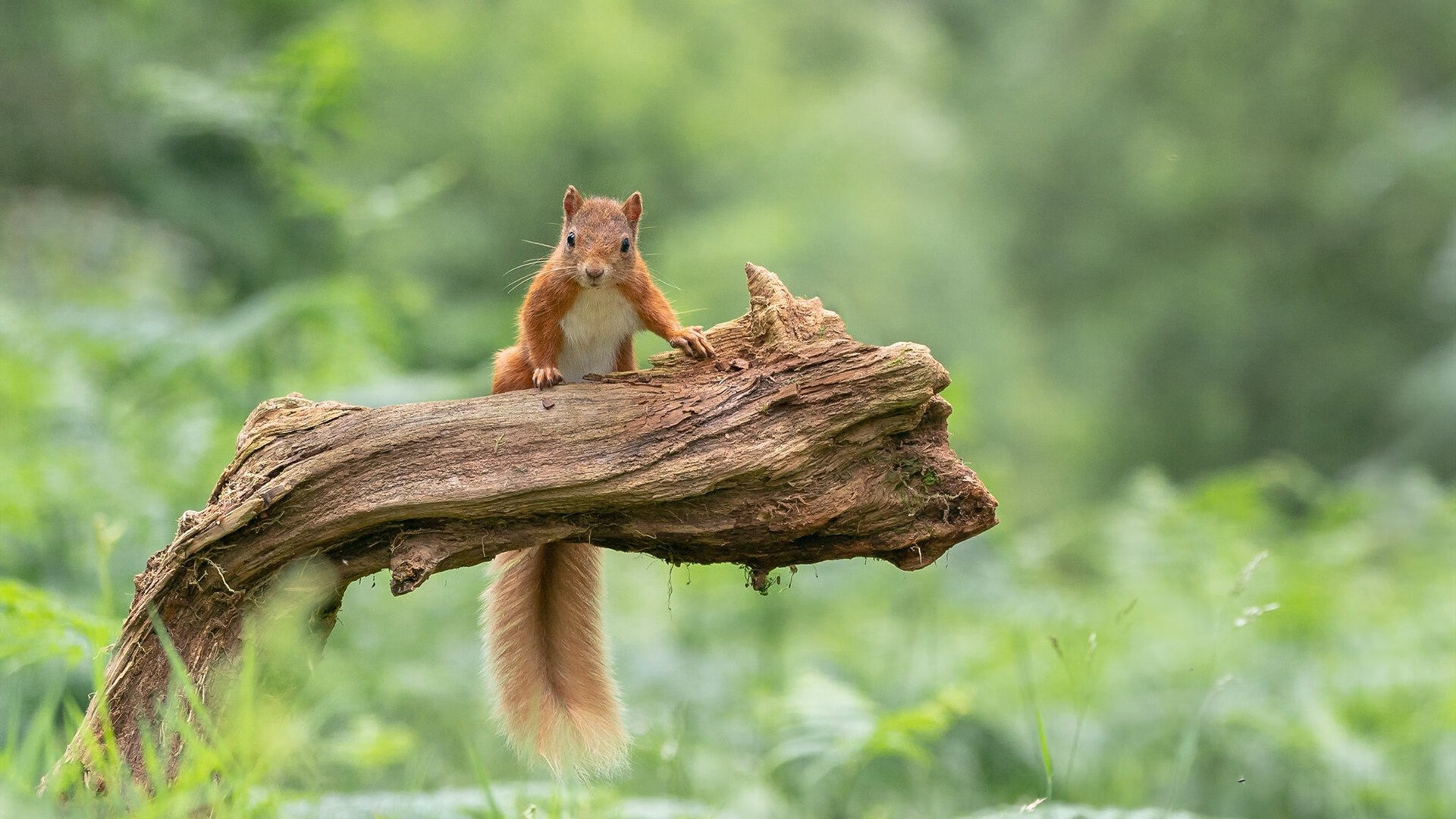 爱游戏体育-威廉姆斯惊天逆袭，红牛王朝的裂痕与皮亚斯特里的新星宣言