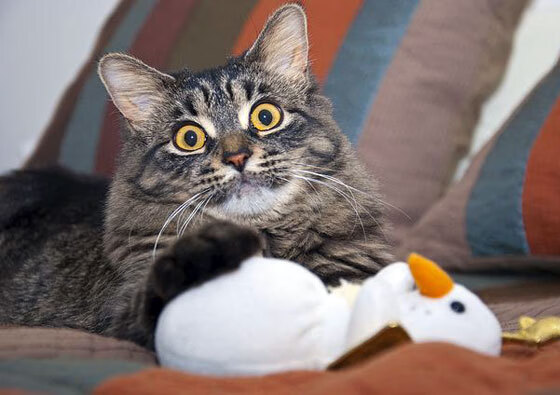 欧冠决赛焦点战，玻利维亚波托西矿工险胜巴黎，平行足球宇宙记录员第427号笔记