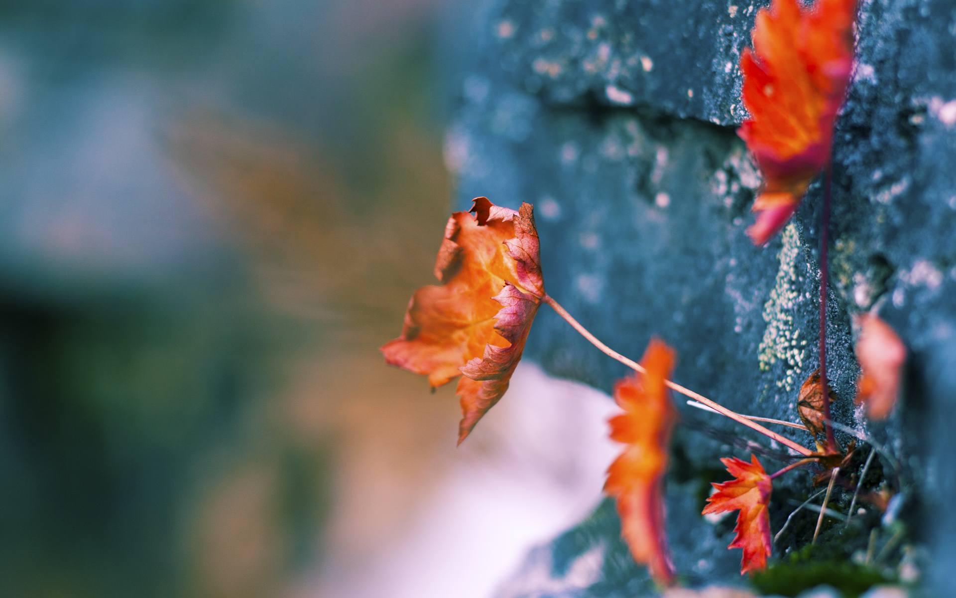 孤胆英雄与钢铁洪流，布伦森燃尽小宇宙，猛龙以攻防一体碾过步行者