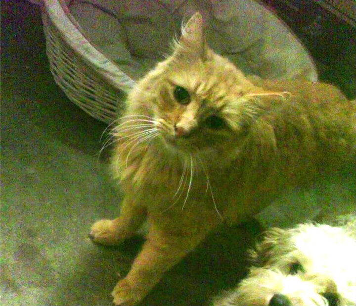 尼斯之蓝，当若日尼奥的理智之舞，遇见阿根廷的探戈狂想