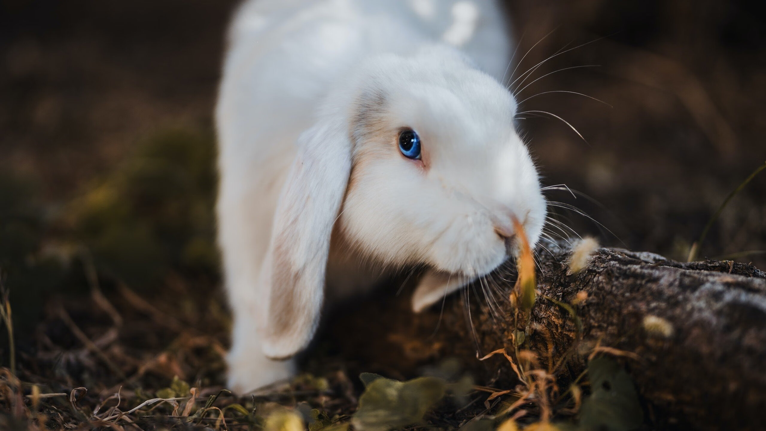 极速与绝杀，当F1争冠悬念遇上勇士的致命弯道