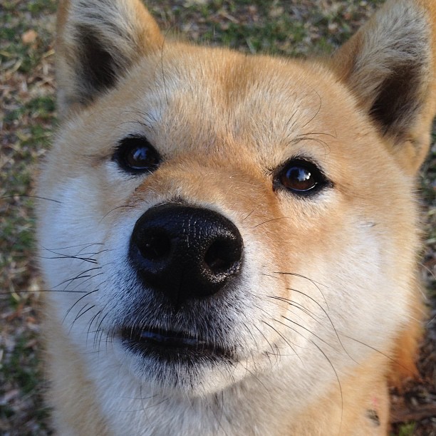 同夜双城记，东契奇个人英雄主义狂飙，76人团队风暴掀翻灰熊