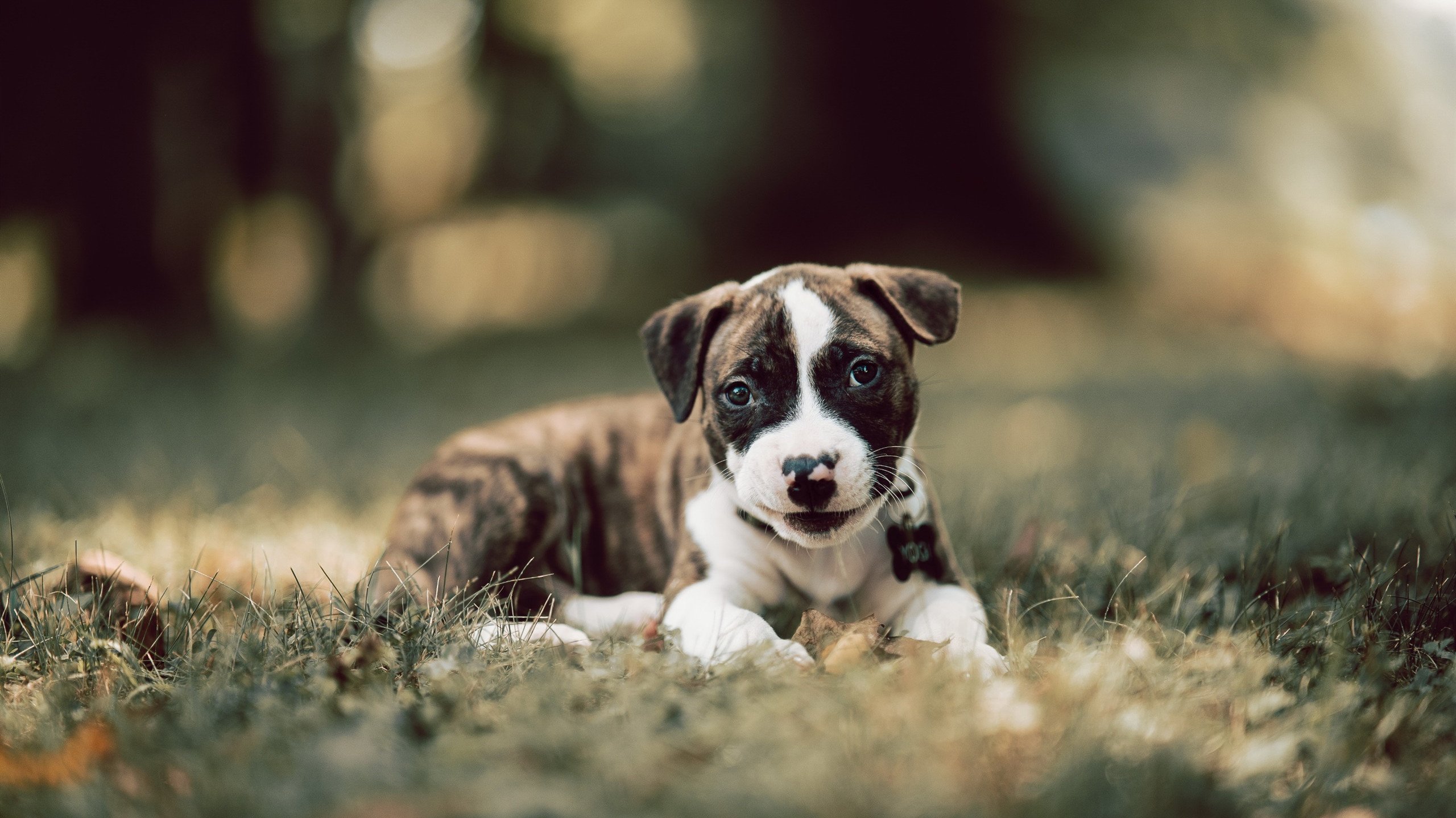 次元破壁,当风城公牛跨洋拿下广东华南虎—一场虚构巅峰战背后的篮球平行宇宙