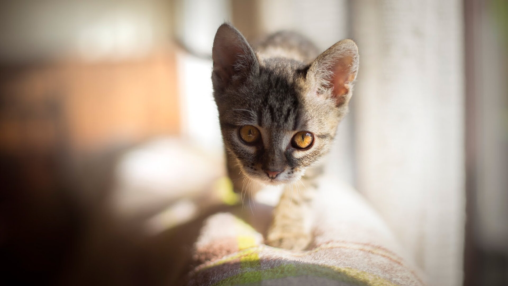 72小时极速对决，从拉斯维加斯赛道到墨西哥城绿茵场