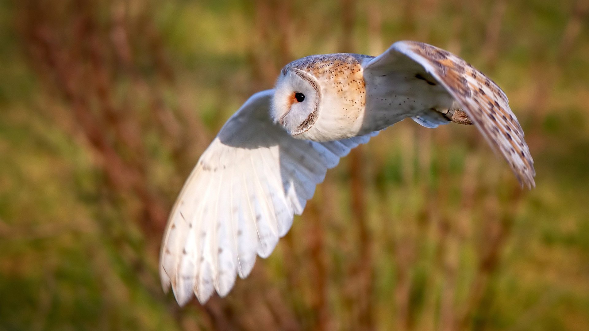 敌阵中的灯塔,法比尼奥惊艳全场,却照亮了阿森纳的晋级之路