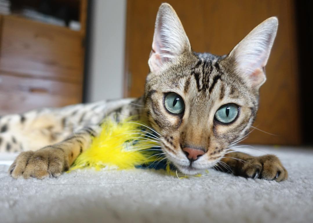 幽灵对决，当曼城遭遇莱比锡，贝林厄姆的火焰在谁的血脉中燃烧？