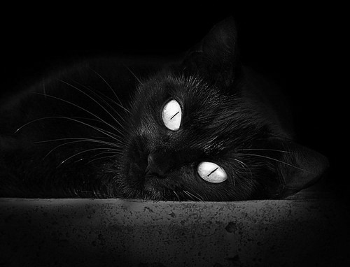 魔幻现实，平行宇宙中奇才的逆袭与西亚卡姆的总决赛神话