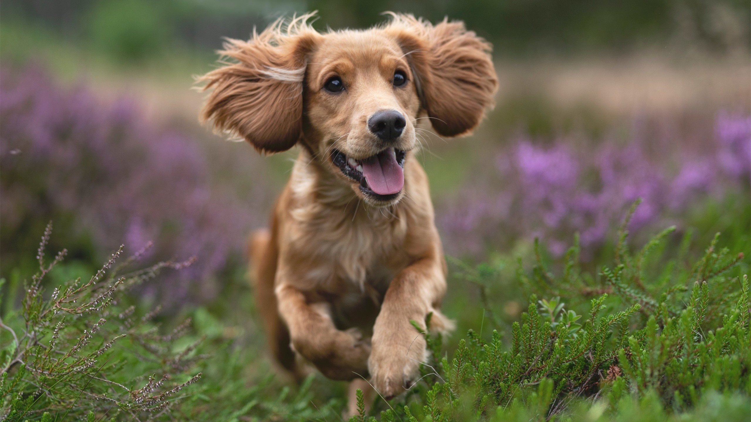 湖人生死战，克莱·汤普森在奥运前夜的封神时刻