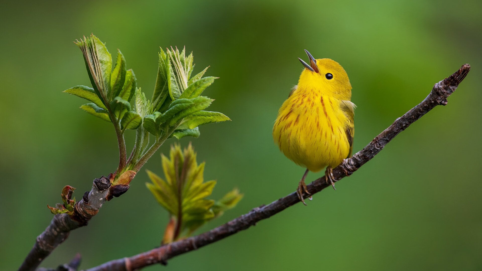 爱游戏官网-欧冠欧联双重奏，姆巴佩的闪光与拉齐奥的强压