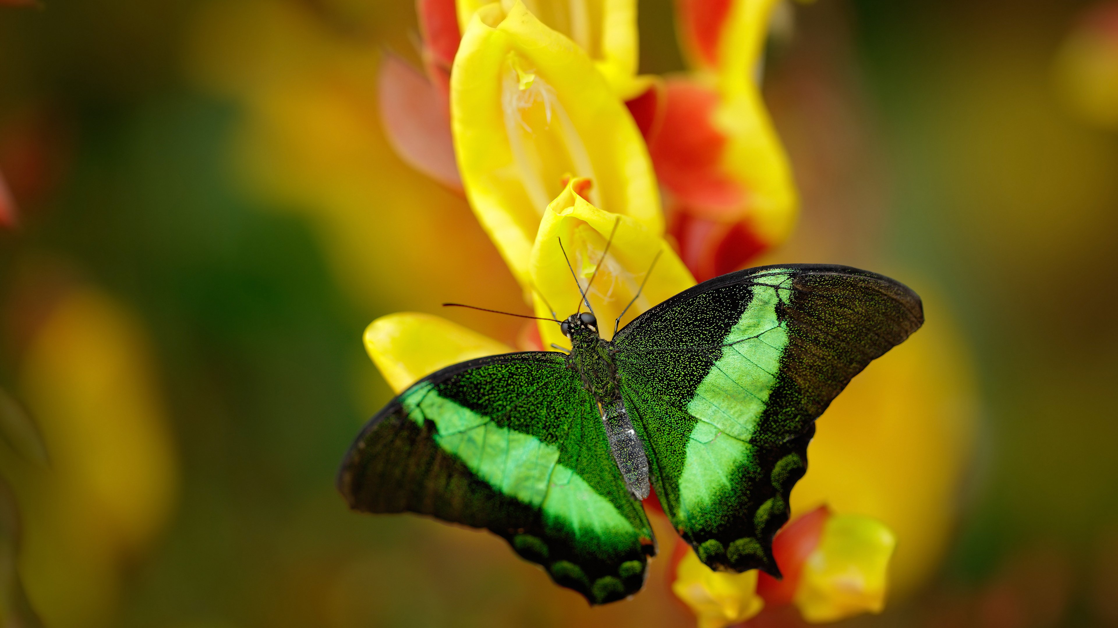 当东方明珠遇见未来支柱,上海队见证切特创造唯一历史