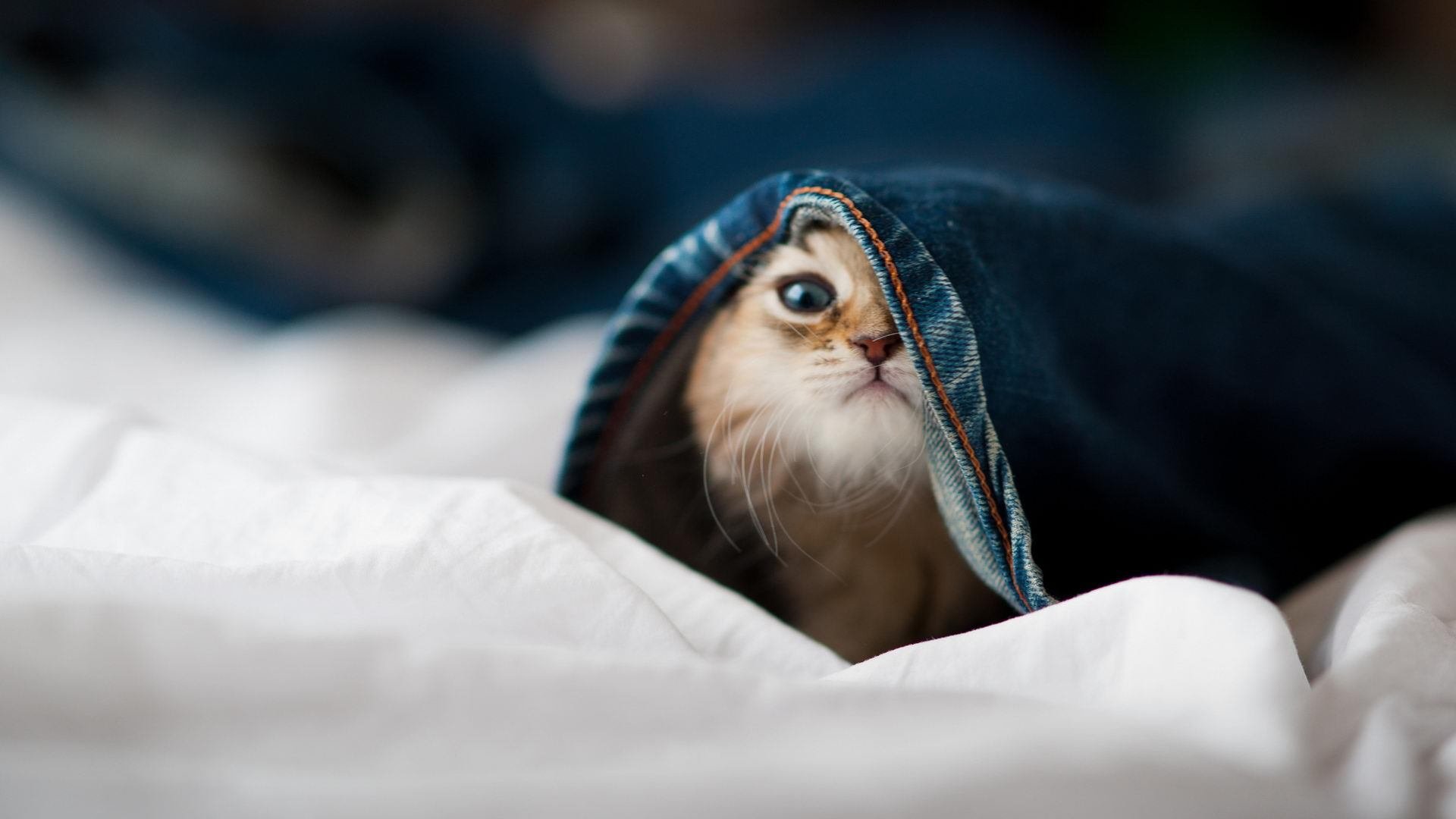 当东方明珠遇见未来支柱,上海队见证切特创造唯一历史