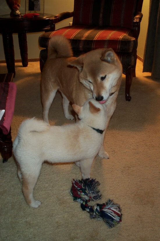 当热火冲垮太阳,东契奇与临界点法则