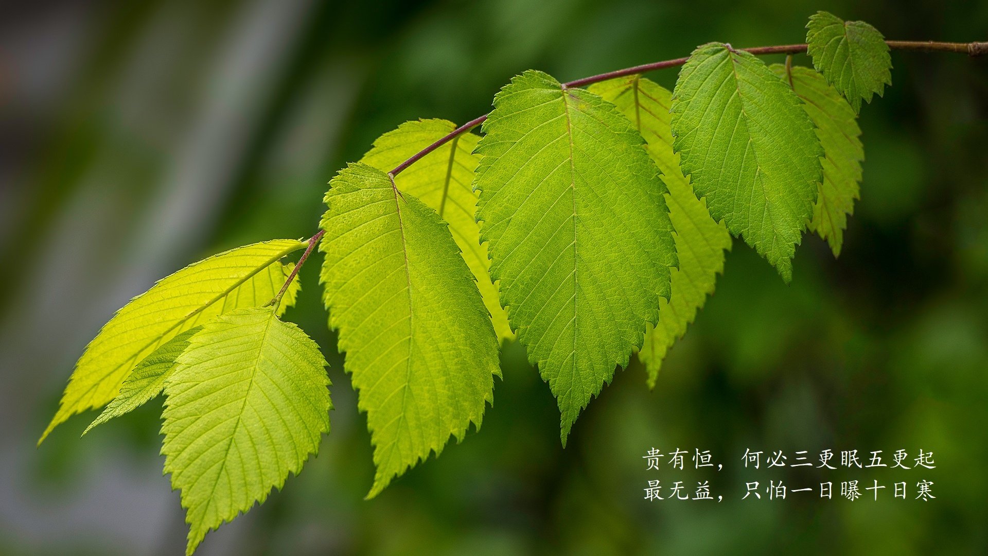 极光之刃,2026世界杯G组关键战,挪威险胜印度,维尼修斯带队取胜,攻守转换流畅演绎绿茵兵法